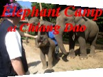 Elephant Camp at Chiang Dao - Photo Gallery