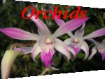 Orchids - Photo Gallery