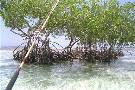 Pianta acquatica