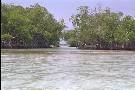 Piante acquatiche